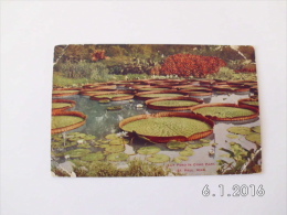 St.Paul. - Lily Pond In Como Park. (16 - 10 - 1908) - St Paul