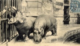 75 - PARIS - Jardin Des Plantes - Hippopotames Kako Et Liza - Hippopotamuses