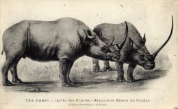 75 - PARIS - Jardin Des Plantes - Rhinocéros Blancs Du Soudan - Neushoorn