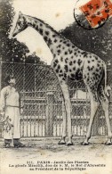 75 - PARIS - Jardin Des Plantes - La Girafe Ménélik, Offerte Par Le Roi D'Abyssinie - Giraffes