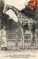 75 - PARIS - Jardin Des Plantes - La Girafe Ménélik, Offerte Par Le Roi D'Abyssinie - Jirafas