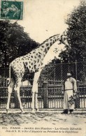 75 - PARIS - Jardin Des Plantes - La Girafe Ménélik, Offerte Par Le Roi D'Abyssinie - Giraffes