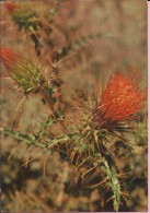 Flowers - Cactus In Bloom, 1974., Yugoslavia (2141-01) - Cactusses