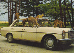 Ganserndor - Safari Park - Mercedes 1979 - Gänserndorf