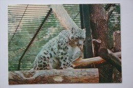 Snow Leopard  In Moscow Zoo - Old USSR Postcard 1982 - Tigers