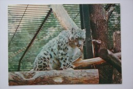 Snow Leopard  In Moscow Zoo - Old USSR Postcard 1982 - Tigri