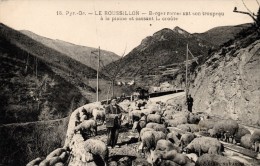 66 - ROUSSILLON - Berger Ramenant Son Troupeau à La Plaine Et Cassant La Croûte - Roussillon