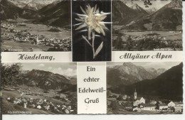 ALLEMAGNE . HINDELANG .ALLGAUER ALPEN . EIN ECHTER EDELWEIS  GRUB  HIDELANG . BAD OBERDORT . VORDEHINDELANG .HIMTERSTEIN - Hindelang