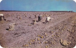 USA, Picking Long Island Potatoes, 1950s Unused Postcard [16407] - Long Island