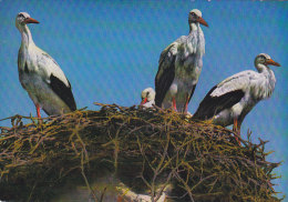 Neusiedlersee - Storchenhorst Storch Stork - Neusiedlerseeorte