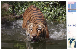 (656) WWF Tiger (from Germany) - Tigri