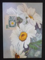 Marguerites - Maximum Cards