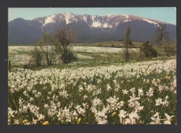 DF / 66 PYRENEES ORIENTALES / ELNE / LE CAMBRE-D'AZE AU PRINTEMPS AVEC LES CHAMPS DE NARCISSES - Elne