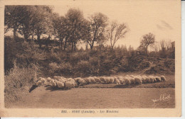 LANDES - SORE - Les Moutons  PRIX FIXE - Sore