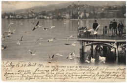 CPA Suisse/Schweiz: Les Mouettes Au Port De Montreux, Stabstempel Lutry, 1904, 2 Scans - Lutry