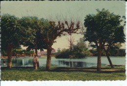 91 - VIGNEUX SUR SEINE -  Vue Animée Du Lac - Vigneux Sur Seine