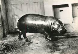 B16-0222 :  HIPPOPOTAME NAIN DU LIBERIA - Nijlpaarden