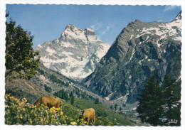 Italie--Piémont--Dans Les Alpages Du Mont Viso (vaches),cpsm 15 X 10 N° 2580  éd CAP - Other & Unclassified