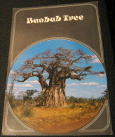 South Africa Baobab Tree - W Knirr - Unused - Arbres