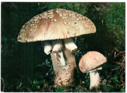 CPSM CHAMPIGNON AMANITE VINEUSE COMESTIBLE - Mushrooms