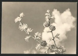 LÄRCHEN Mélèzes Larches Larici Alerces Baum Tree 1935 - Trees