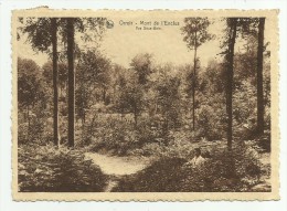 Orroir  -  Mont De L'Enclus - Kluisberg  *    Vue Sous-Bois   (CPM) - Kluisbergen