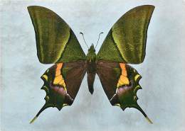 B16-0320  : PAPILLON   TEINOPALPUS IMPERIALIS INDES - Papillons