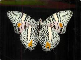 B16-0327  : PAPILLON   MEGISTANIS HAEOTUS DBL. & HEW  REGIONS DE L AMAZONE ET COLOMBIE - Papillons