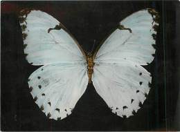 B16-0338  : PAPILLON  MORPHO LAERTES ARGENTINE - Papillons