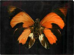 B16-0341  : PAPILLON  AGRIAS CLAUDIA GUYANNE FRANCAISE - Papillons
