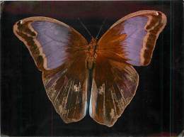 B16-0343  : PAPILLON  ERYPHANIS REEVESI - Papillons