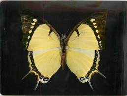 B16-0345  : PAPILLON  CHARAXES EUDAMIPPUS ASIE ORIENTALE - Papillons