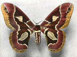 B16-0346  : PAPILLON  ROTSCHILDIA JACOBEAE AMERIQUE DU SUD - Papillons