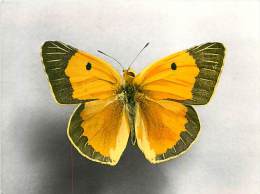 B16-0348  : PAPILLON  COLIAS CROCEUS EUROPE - Papillons