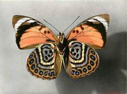 B16-0349  : PAPILLON  AGRIAS SP. AMERIQUE TROPICALE - Papillons