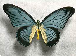 B16-0351  : PAPILLON  PAPILIO ZATMOXIS  CAMEROUN - Papillons