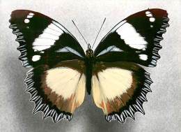 B16-0352  : PAPILLON  HYPOLIMNAS DEXITHEA MADAGASCAR - Papillons