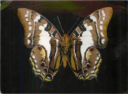 B16-0353  : PAPILLON  CHARAXES PYRHUS INDES - Papillons