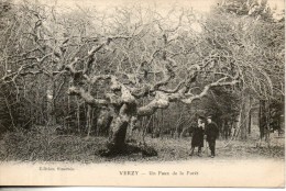 51. Verzy. Un Faux De La Foret - Verzy