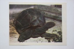 ELEPHANT TURTLE - Testudo  - Old Mini Card - Tortue 1950s - Turtles