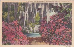 Georgia Savannah Azaleas And Spanish Moss In Wormsloe Gardens 1942 - Savannah