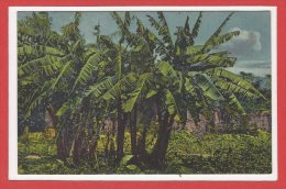 AMERIQUE --  PANAMA -- Banana Trees - Panamá