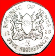 ★COCK WITH LIONS: KENYA ★ 5 SHILLINGS 1985! LOW START★NO RESERVE! DANIEL TOROITICH ARAP MOI (1979-2002 - Kenya