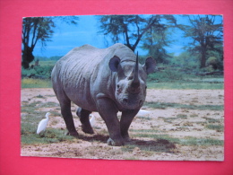 AFRICAN WILD LIFE-RHINO AND EGRET - Rinoceronte