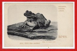 THEME -- GRENOUILLES -- Bull Frog - Sonstige & Ohne Zuordnung