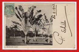 AMERIQUE - ANTILLES -  JAMAIQUE -- Travellers Palms - Jamaïque