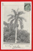 AMERIQUE - ANTILLES -  JAMAIQUE -- Royal Palm - Giamaica