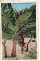 ETATS UNIS AMERIQUE - THE BANAN PLANT  PALM BECH - FLORIDA - BANANIER  BANANE - Palm Beach