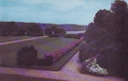 Border Of Azaleas On Front Parterre At Entrance To Garden Middleton Gardens Charleston South Carolina - Charleston