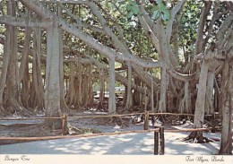 Florida Fort Myers Banyon Tree - Fort Myers